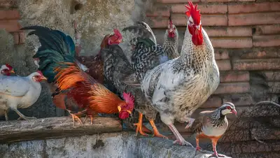 домашняя птица, фото - Новости Zakon.kz от 25.11.2021 00:14