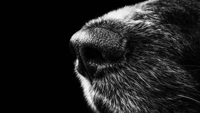 Pixabay, фото - Новости Zakon.kz от 23.10.2020 09:43