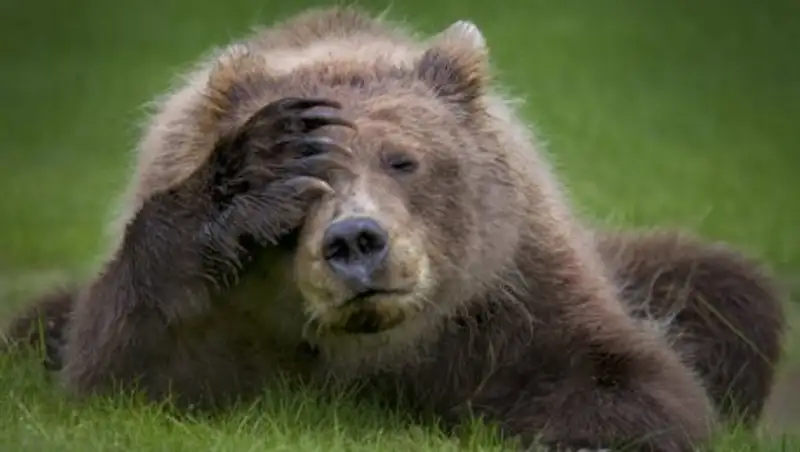 Уморительные финалисты конкурса Comedy Wildlife Photography Awards 2018