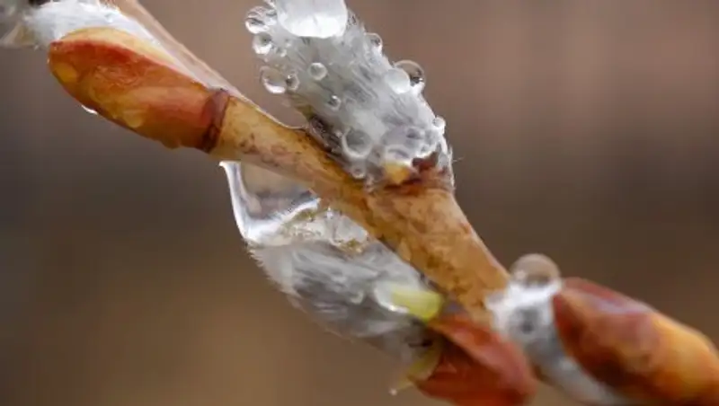 Какая погода ждет казахстанцев на Наурыз