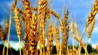 Zakon.kz, фото - Новости Zakon.kz от 07.11.2016 23:36