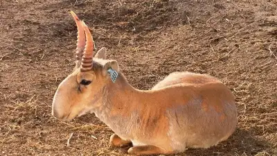 Казахстан сайгаки мясо базары продажа, фото - Новости Zakon.kz от 16.10.2023 14:49