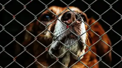 pixabay.com, фото - Новости Zakon.kz от 26.01.2019 00:13