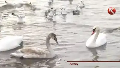 Zakon.kz, фото - Новости Zakon.kz от 05.12.2014 16:41