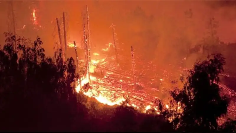 При ликвидации пожара в Иле-Алатауском природном парке погиб госинспектор