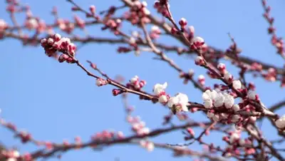 otyrar.kz, фото - Новости Zakon.kz от 13.03.2019 08:44