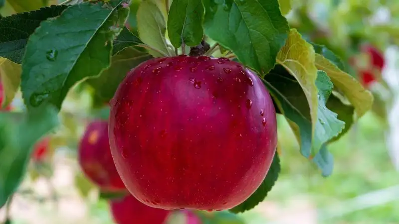 Вырубили яблоневый сад и построили футбольное поле: алматинка пожаловалась Досаеву