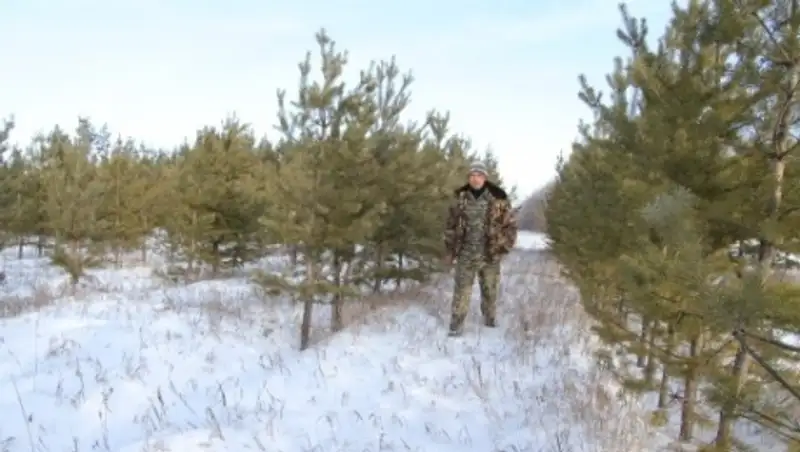 В Костанайской области елки начали охранять круглосуточно