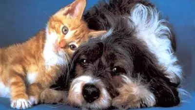 nashagazeta, фото - Новости Zakon.kz от 06.09.2020 15:58