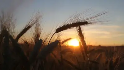АФМ выявило схему нелегального ввоза российской пшеницы, фото - Новости Zakon.kz от 25.07.2023 09:18