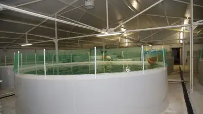 В Акмолинской области развивается комплекс по выращивании форели, фото - Новости Zakon.kz от 03.10.2022 16:43