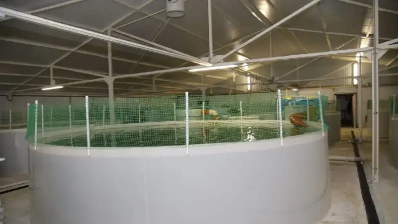 В Акмолинской области развивается комплекс по выращиванию форели