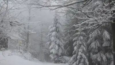 Pixabay, фото - Новости Zakon.kz от 17.12.2020 06:18