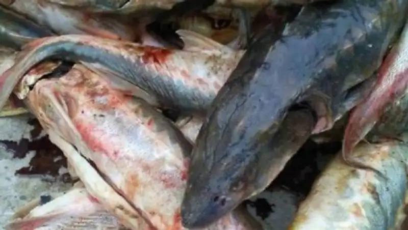 Борцы с браконьерами из Мангистауской области занимались браконьерством