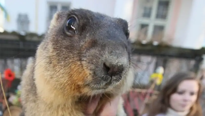 129 лет в США впервые отпраздновали День сурка