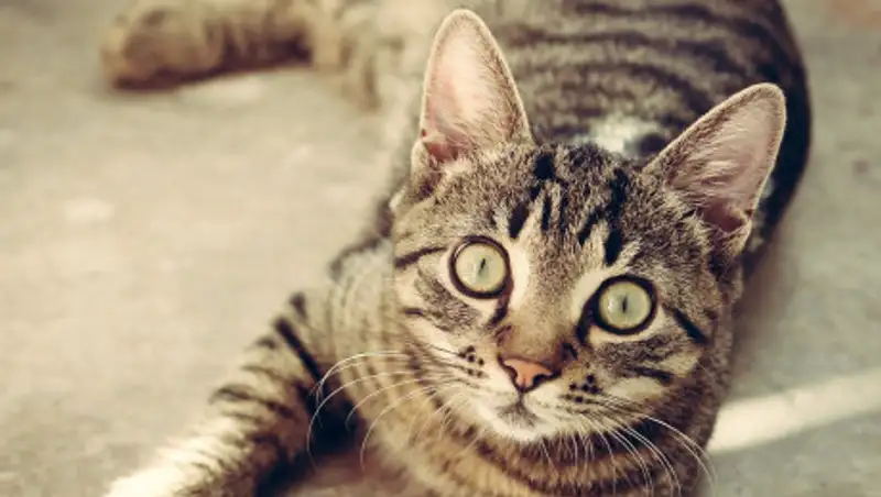 Кошки заразились коронавирусом в США