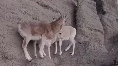 YouTube, фото - Новости Zakon.kz от 02.04.2019 19:02