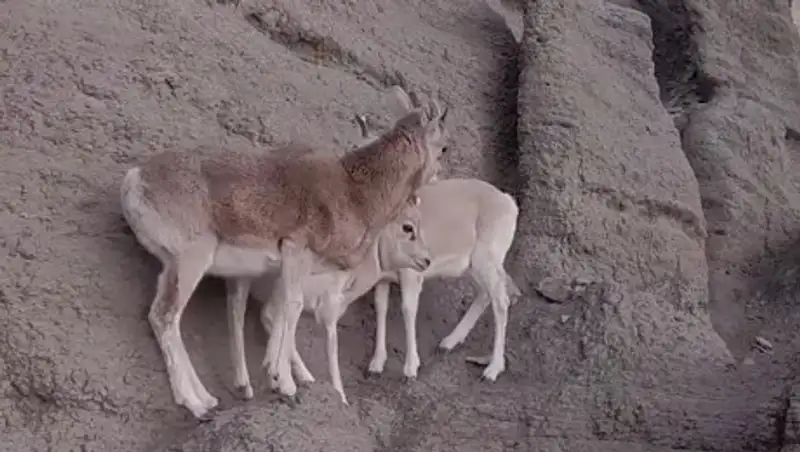 Житель Актау случайно снял на видео редких животных