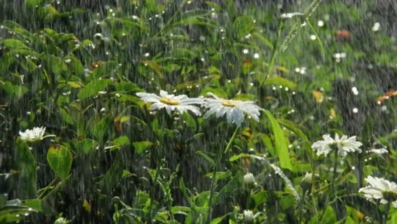 1 августа на большей части Казахстана сохраняются дожди с грозами и порывистым ветром