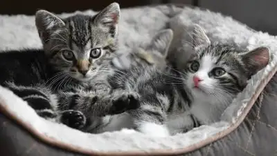 pixabay.com, фото - Новости Zakon.kz от 21.04.2021 10:00