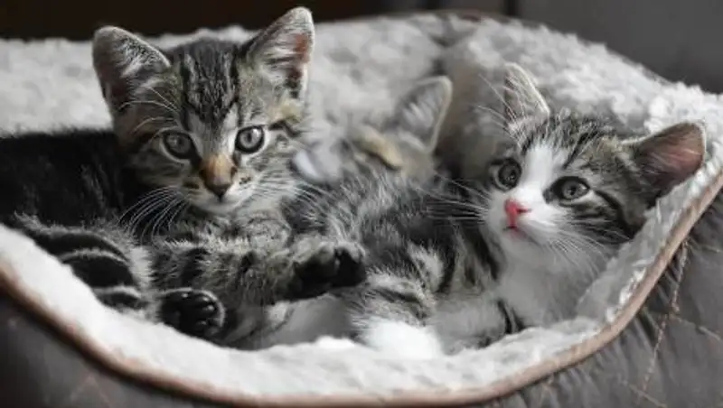 Почему нужно кастрировать и стерилизовать собак и кошек