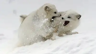 Zakon.kz, фото - Новости Zakon.kz от 29.01.2015 16:48