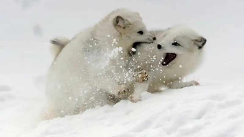 Житель поселка Косшы, что вблизи Астаны, выпустил на волю трех песцов