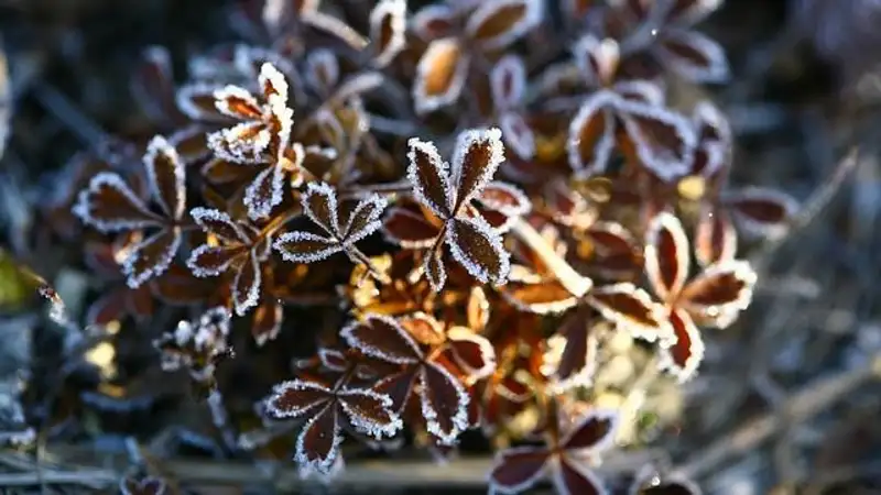 Заморозки ожидаются в ряде областей Казахстана в четверг