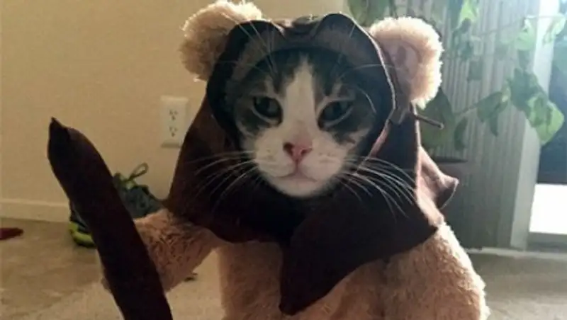 Кота по кличке Картошка одели в костюм из «Звездных Войн» и сделали звездой сети