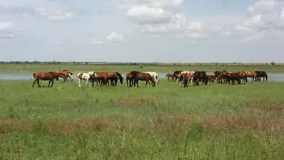 Лошади, фото - Новости Zakon.kz от 19.03.2022 14:30