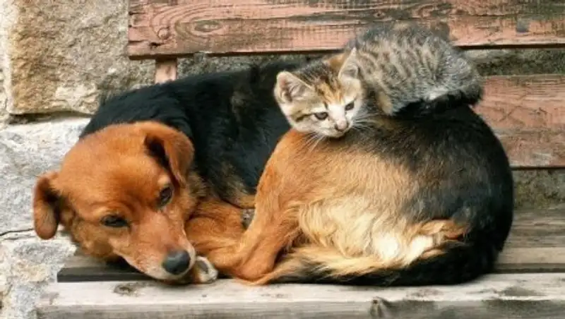 Отлов беспризорных собак и кошек будут снимать на видео в Алматы