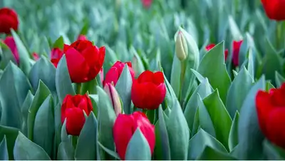 Казахстан Красная книга тюльпаны депутат предложение, фото - Новости Zakon.kz от 29.06.2022 15:34