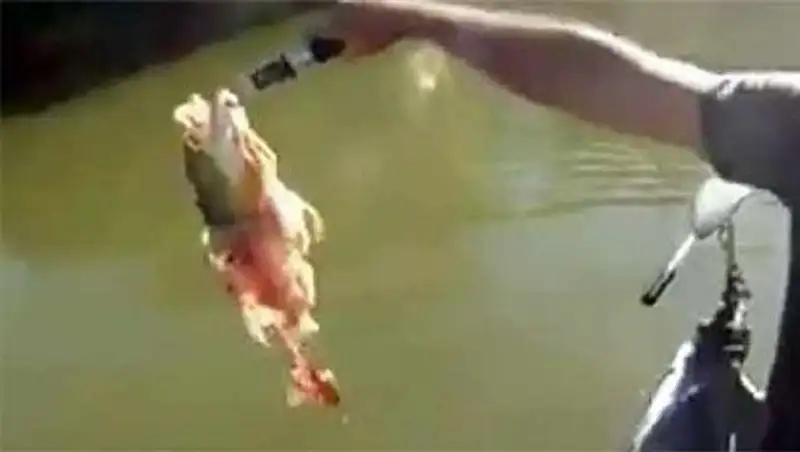 Рыбакам в Бразилии пришлось делить улов с пираньями  