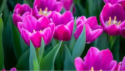 отдых на 8 марта, фото - Новости Zakon.kz от 01.03.2022 15:41