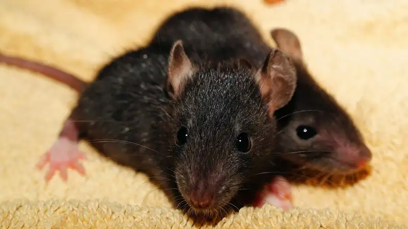 Холода привели к нашествию крыс на вокзале в Семее