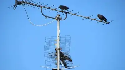 Pixabay, фото - Новости Zakon.kz от 16.11.2020 14:44