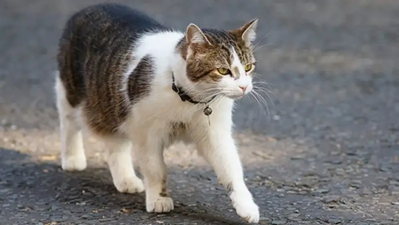 В Москве ищут заминированного кота