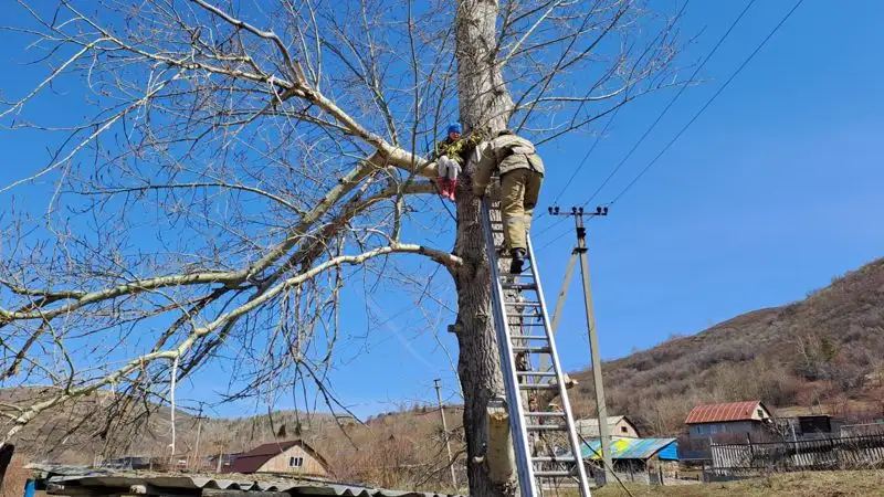 11-летняя девочка в Риддере залезла на дерево в высоту 8 метров, фото - Новости Zakon.kz от 23.04.2023 14:02