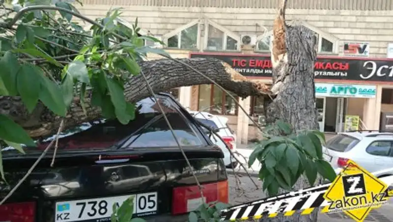 В Алматы упавшая ветка старого дерева повредила два автомобиля