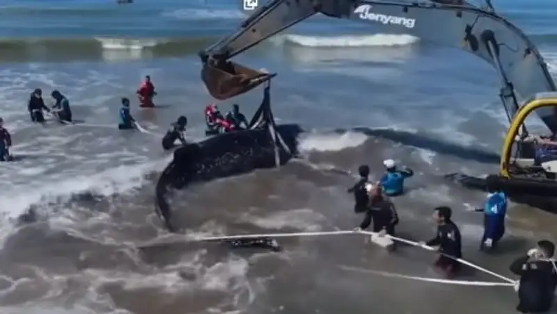 В Аргентине два дня спасали горбатого кита, выброшенного на берег