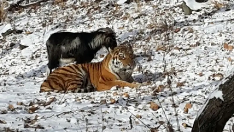 Поклонники тигра Амура и козла Тимура попросили расселить животных