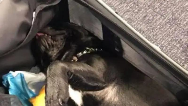 В США собака скончалась на багажной полке в самолете