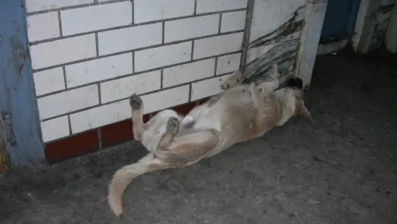 Жестокий отстрел собак – жалоба жителей поселка в Костанайской области