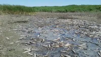 inform.kz, фото - Новости Zakon.kz от 07.07.2018 01:24