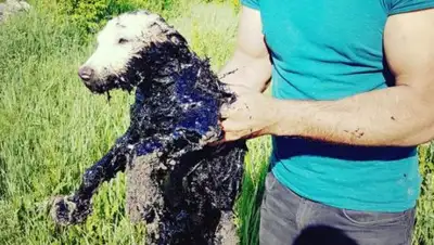 inform.kz, фото - Новости Zakon.kz от 20.06.2018 18:41