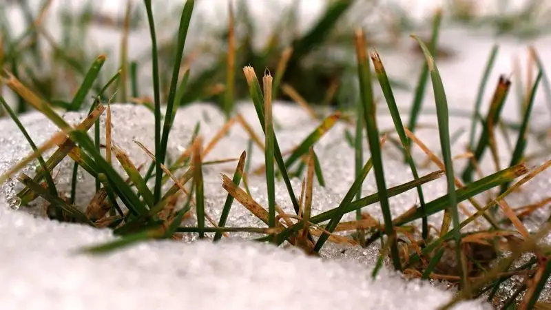 В трех областях Казахстана синоптики прогнозируют заморозки 4 апреля