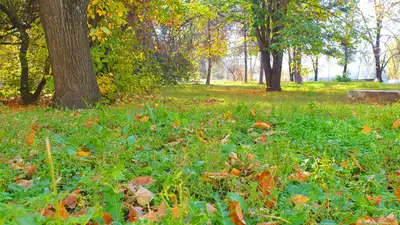 уборка опавших листьев, фото - Новости Zakon.kz от 10.11.2023 17:05