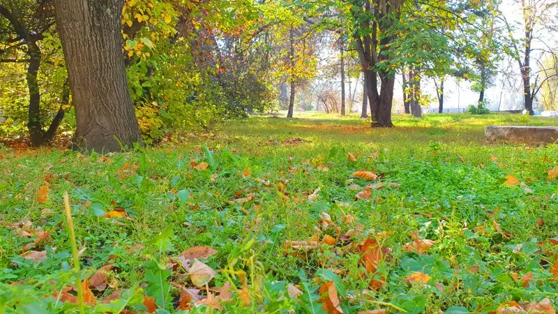 Золотая осень: вредно ли чистить город от опавших листьев