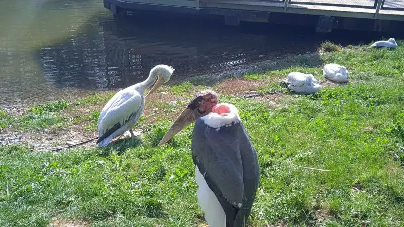 пеликаны, алматинский зоопарк, подготовка к зиме, фото - Новости Zakon.kz от 18.10.2023 11:25