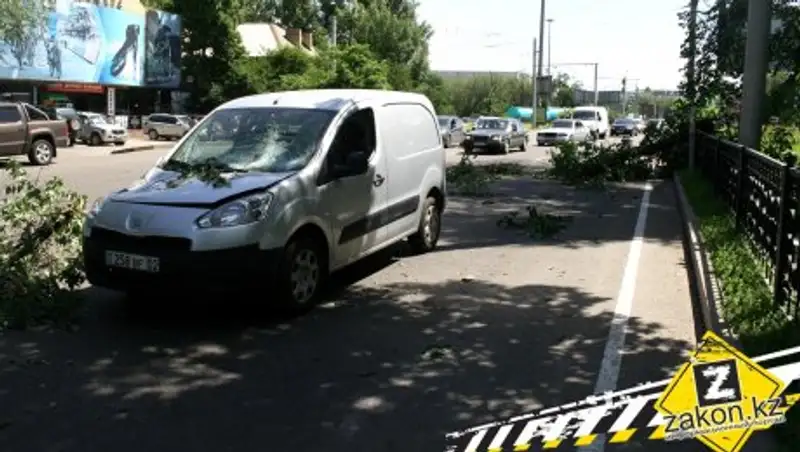 В Алматы водитель пострадал в результате падения дерева на его машину
